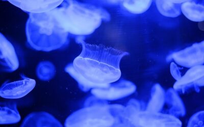 La Rochelle Aquarium: The Complete British Visitor’s Guide