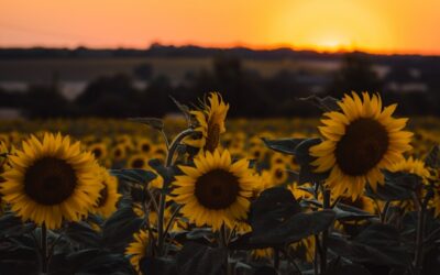 Day Trips from La Rochelle: Islands, Fort Boyard, Cognac & Green Venice