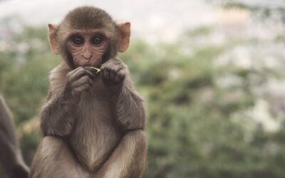 Vallée des Singes from Poitiers: Europe’s Premier Primate Park